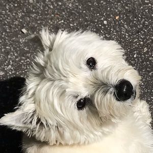 Meet your Posher, Amelia